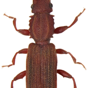 Sawtoothed grain beetle
